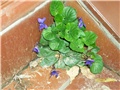 Ljubičica - lat. Viola 